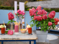 Preview: Rispenhortensie Bloody Marie ®